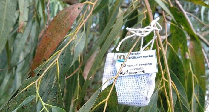 Un parasitoide como biocontrolador para la chinche del eucalipto