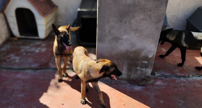 Rescatan siete perros Pastor Belga de un criadero ilegal en Parque Avellaneda