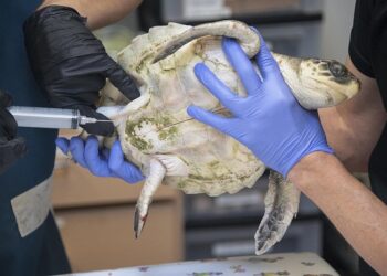 Tortugas de la especie más amenazada del mundo se recuperan en Florida de una ola de frío