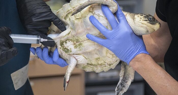 Tortugas de la especie más amenazada del mundo se recuperan en Florida de una ola de frío