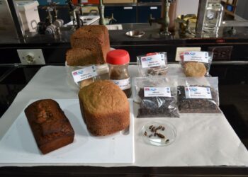 Evalúan el uso de insectos como alternativa de alimentación