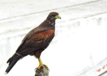 Liberaron aves autóctonas en una reserva natural