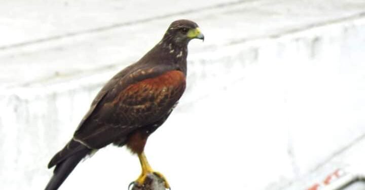 Liberaron aves autóctonas en una reserva natural