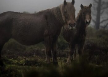 «As bestas»: la desaparición del último caballo salvaje en Galicia
