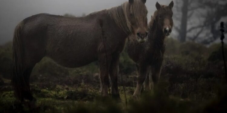 «As bestas»: la desaparición del último caballo salvaje en Galicia