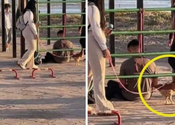 Una joven enternece a cientos de personas al salir con su gallina a pasear por la playa