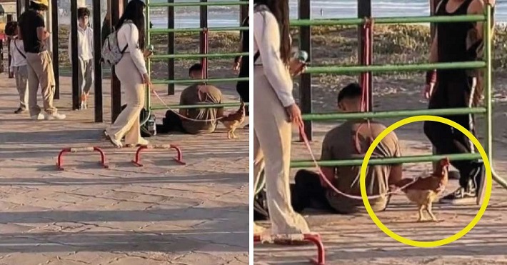 Una joven enternece a cientos de personas al salir con su gallina a pasear por la playa