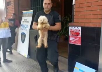 Rescataron en Liniers 17 caniches de un criadero ilegal de perros