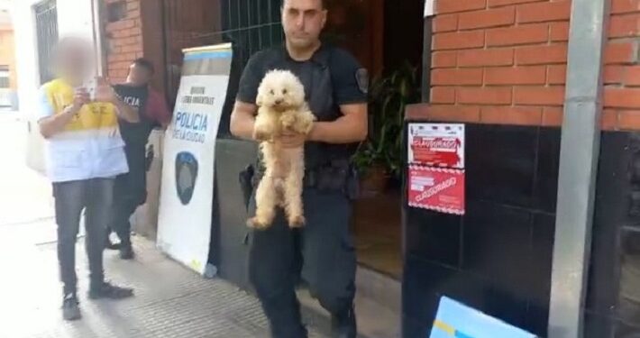 Rescataron en Liniers 17 caniches de un criadero ilegal de perros