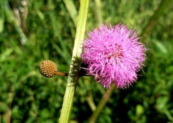 Descubren una nueva especie de flor en el sur de Misiones