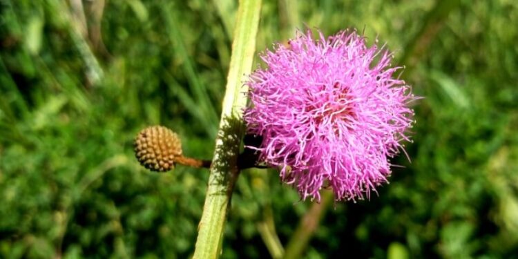 Descubren una nueva especie de flor en el sur de Misiones