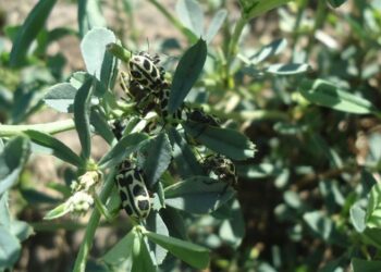 El insecto «Siete de oro»: qué es y qué hacer con el ganado