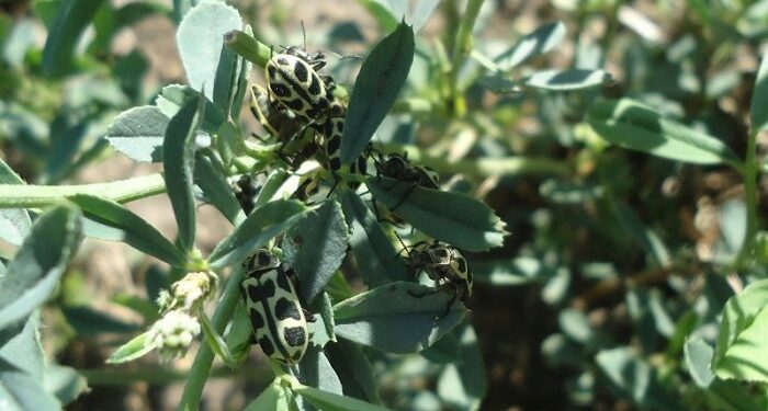 El insecto «Siete de oro»: qué es y qué hacer con el ganado