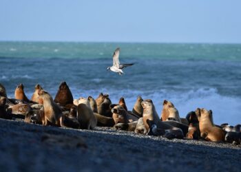 Se recupera la población de lobos marinos en la costa patagónica