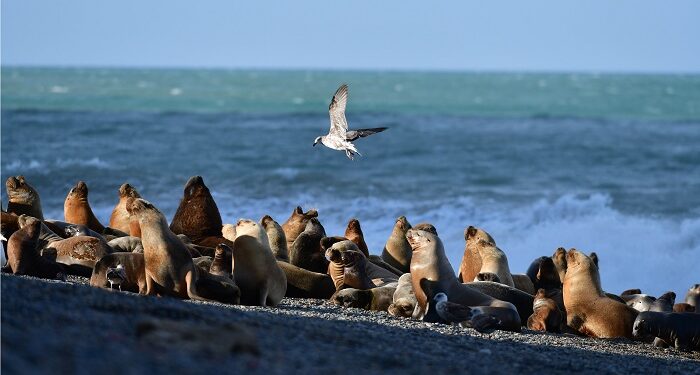 Se recupera la población de lobos marinos en la costa patagónica