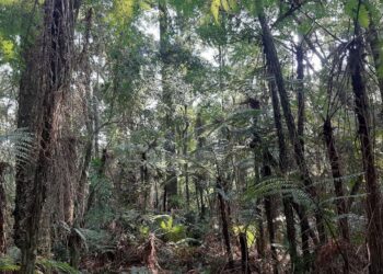 Los bosques son la solución natural frente al cambio climático