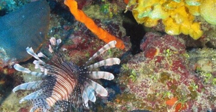 Las olas de calor también afectan la vida bajo el mar