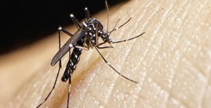 Tucumán superó los 10.000 casos de dengue y hay siete fallecidos