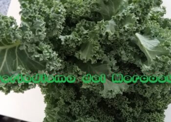 La industria argentina se suma a la tendencia mundial de los alimentos a base de plantas con apoyo del INTI