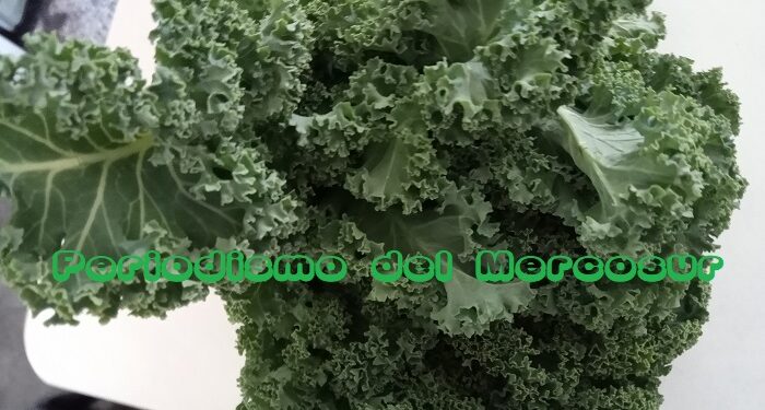 La industria argentina se suma a la tendencia mundial de los alimentos a base de plantas con apoyo del INTI