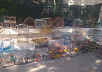 Secuestran Cardenales, canarios y cotorras en Liniers