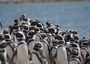 Misión Atlántico: Congreso para debatir y diseñar soluciones para la conservación del Mar Argentino