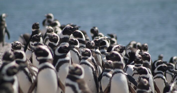 Misión Atlántico: Congreso para debatir y diseñar soluciones para la conservación del Mar Argentino