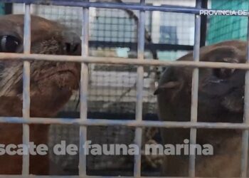 Regresan al mar a dos lobos marinos y un elefante marino tras su rehabilitación