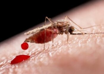 Las historias de amor entre mosquitos contra la malaria
