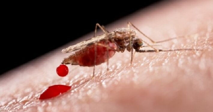 Las historias de amor entre mosquitos contra la malaria