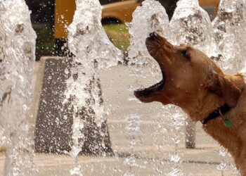 Los perros muerden más en días muy calurosos y con niveles de contaminación elevados