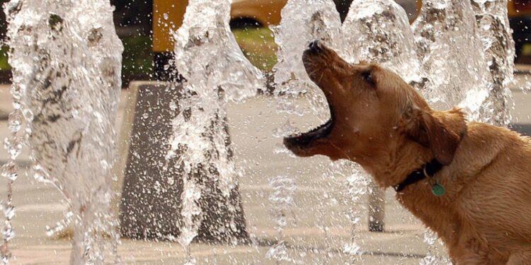 Los perros muerden más en días muy calurosos y con niveles de contaminación elevados