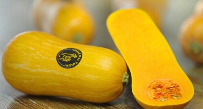 Coquena Argentum INTA: la variedad de zapallo que trasciende en Europa