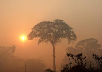 La Unión Europea anuncia programa de 35 millones para el Amazonia contra la deforestación