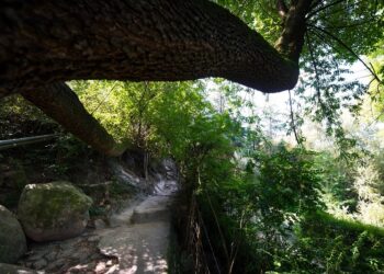 Más coordinación intersectorial para la restauración y la conservación de los bosques