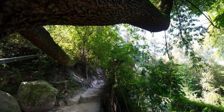 Más coordinación intersectorial para la restauración y la conservación de los bosques