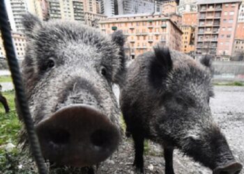 Retroceso en plena era de la defensa ambiental: Región italiana autoriza la caza con arco y flecha