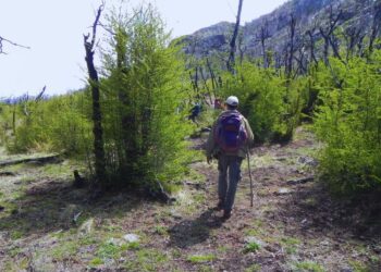 Las especies nativas protegen la cordillera argentina