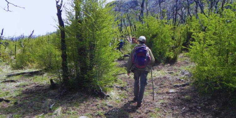 Las especies nativas protegen la cordillera argentina