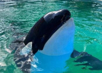 A días de su liberación, fallece Lolita la orca; había estado cerca de medio siglo en cautiverio