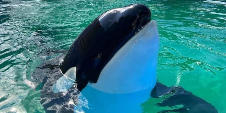 A días de su liberación, fallece Lolita la orca; había estado cerca de medio siglo en cautiverio