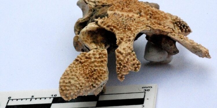 Descubrieron el cráneo de una nueva especie de anfibio que vivió hace 100.000 años en San Pedro