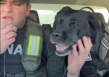 La emotiva despedida a una perra de Gendarmería que se jubiló: “Feliz retiro, compañera”