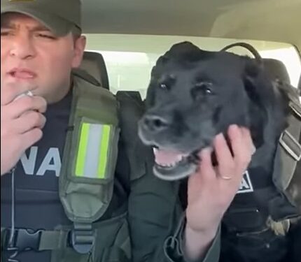 La emotiva despedida a una perra de Gendarmería que se jubiló: “Feliz retiro, compañera”