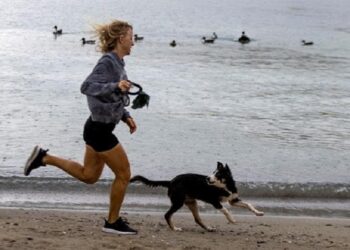 Los humanos contagiamos  Covid a nuestras mascotas pero ellas a nosotros, no