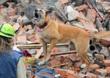 ¿Es cierto qué los animales pueden predecir los terremotos?