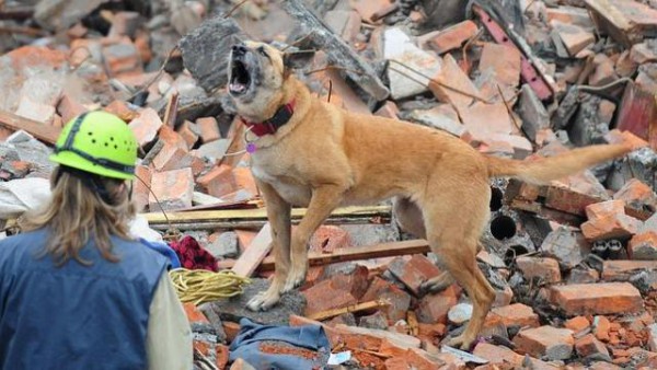 ¿Es cierto qué los animales pueden predecir los terremotos?