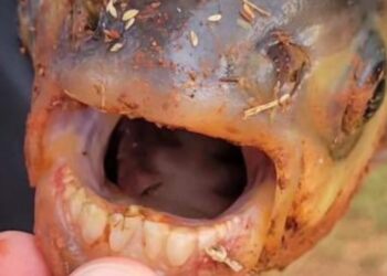 Un niño estaba pescando y atrapó este peculiar pez con dientes humanos