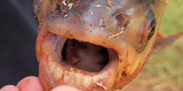 Un niño estaba pescando y atrapó este peculiar pez con dientes humanos