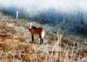 Avistaron un Aguará Guazú en La Pampa luego de 200 años de ausencia en la provincia